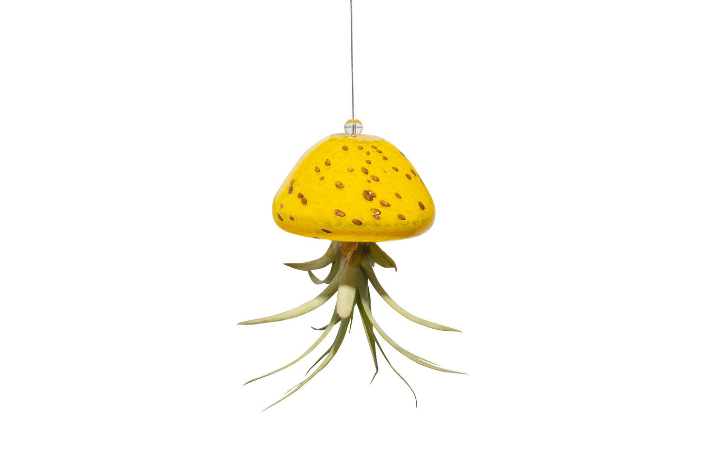 Hand Blown Art Glass Jellyfish with Life Air Plant/Tillandsia