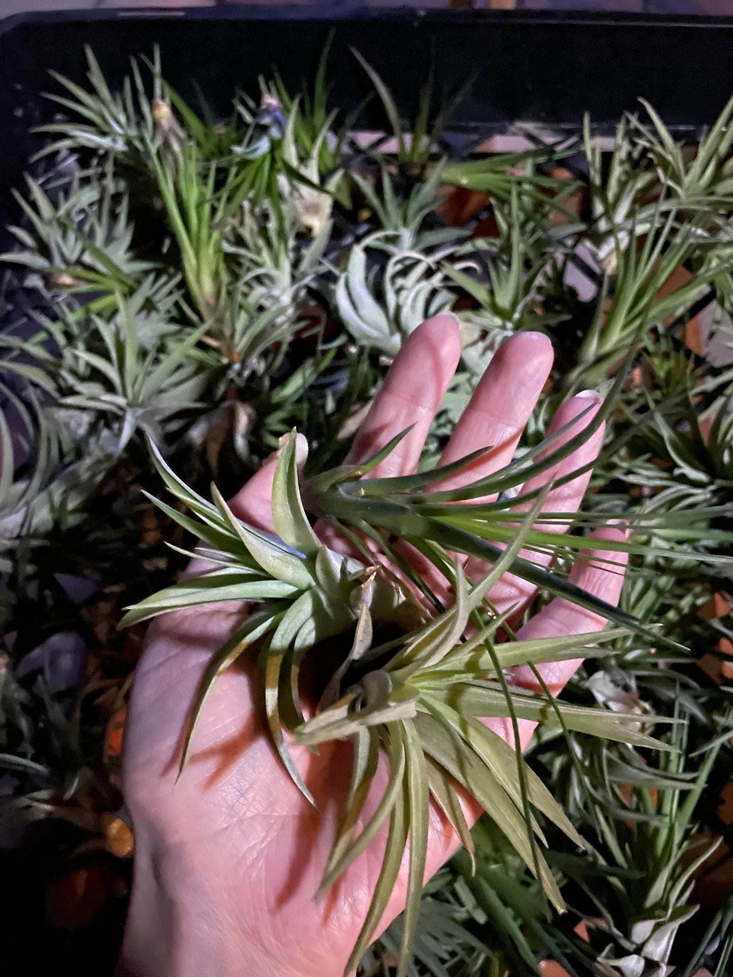 Life Air Plant/Tillandsia