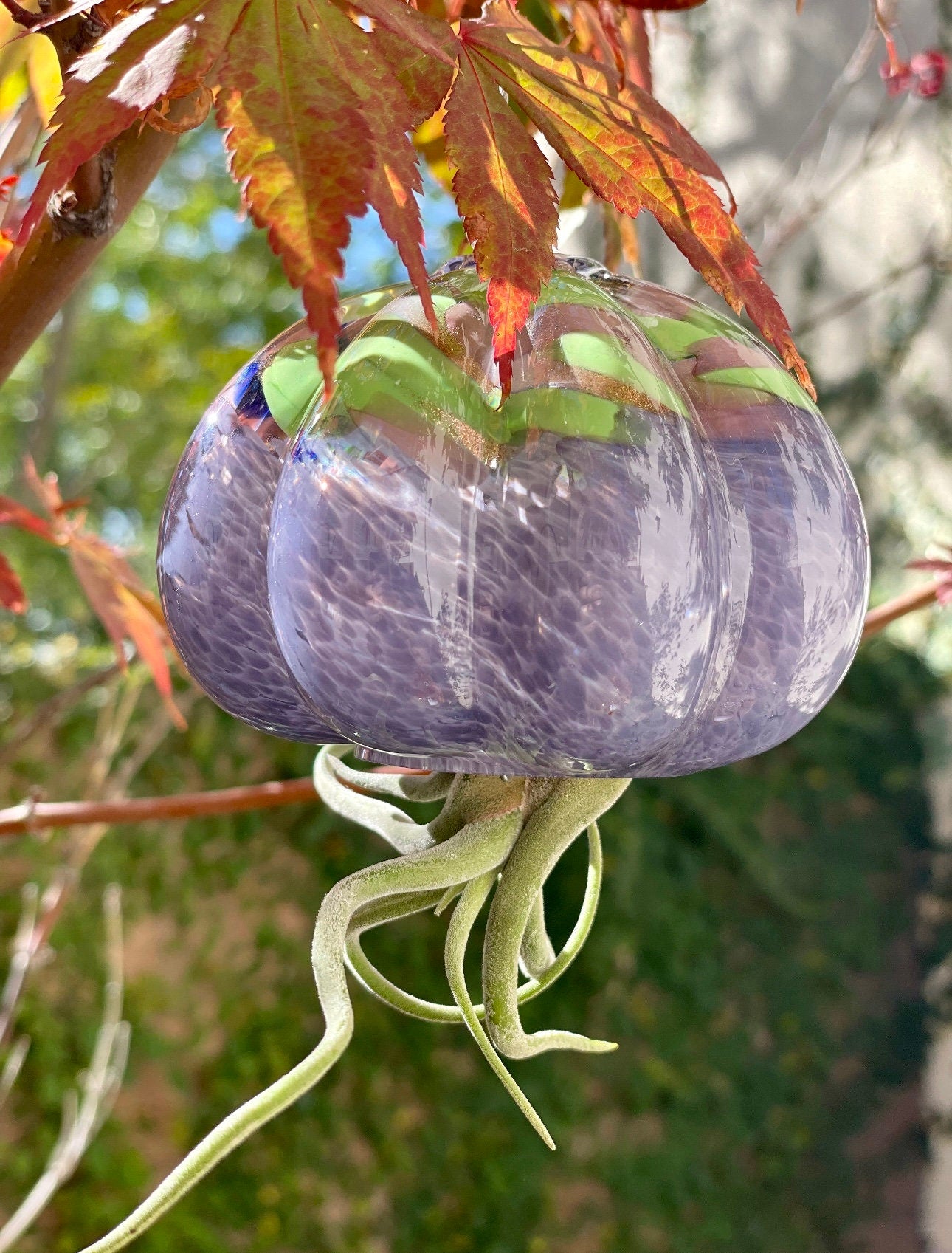 Cauliflower Jellyfish Air Plant Holder